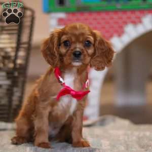 Maggie, Cavalier King Charles Spaniel Puppy